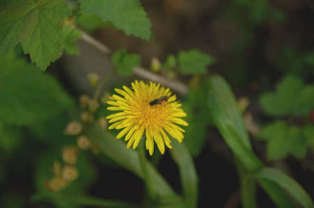 Fly on dandelionの写真素材