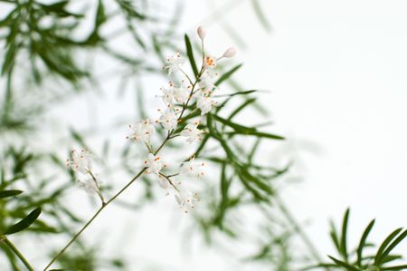 Close up of asparagus blossomの写真素材