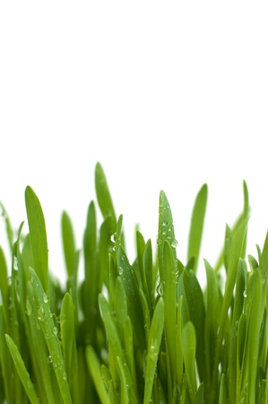 Grass with water dropsの写真素材