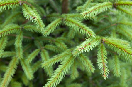 Christmas tree background