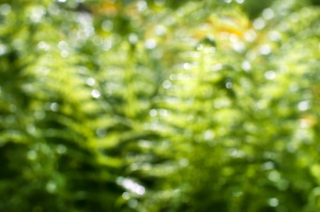 Green fern leaves background, defocused の写真素材