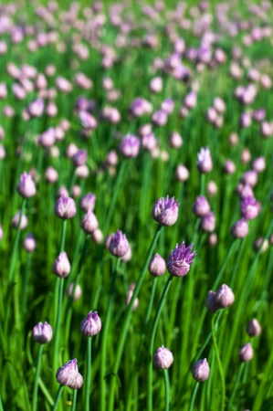 Background of chive flowers, selective focusの写真素材
