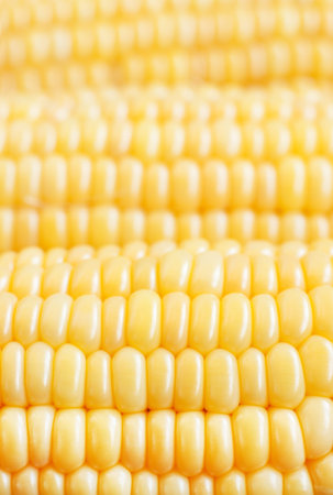 Close up of fresh organic corn, vertical macro shot