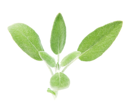 Fresh organic sage isolated on white, selective focusの写真素材
