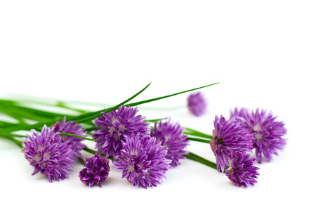 Fresh organic chives, isolated on white, horizontalの写真素材