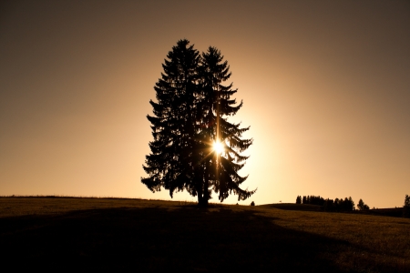 Silhouette of Conifer treeの写真素材