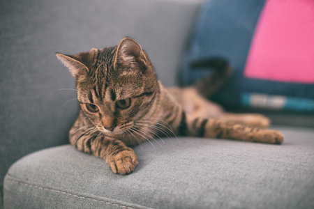 Photo of beautiful young cat lying on the sofa. Image is intentionally toned.の写真素材