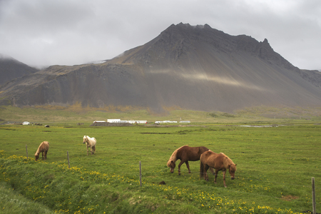 Image of beautiful horses from Iceland.の写真素材