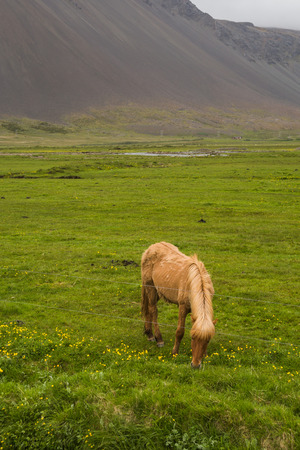 Image of beautiful horse from Iceland.の写真素材