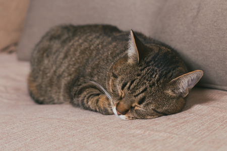 Cute cat enjoys sleeping on sofa.Toned photoの写真素材