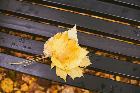 Close up photo of fall leafs on the bench in the park.の写真素材