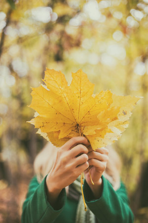 Woman covering her face with fall leafs while enjoys in autumn  and spending time in the park.