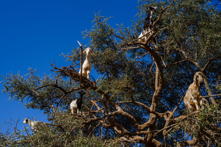 Image of goats climbed on an  tree in Morocco.の写真素材