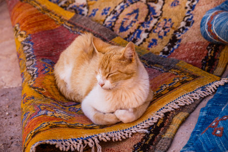 Cat enjoys resting on traditional carpets outdoor in Morocco.の写真素材