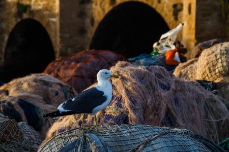 Image of seagull standing on fishing nets in Essaouira,Morocco.の写真素材