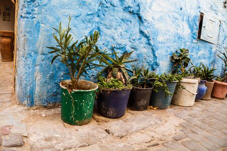 Image of old wall and plant flowers in pot in Morocco.の写真素材