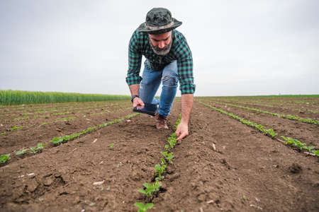 Farmer using digital tablet while standing in his growing soybean field.の写真素材