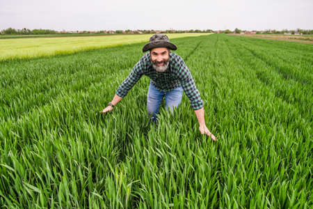 Happy farmer is standing in his growing wheat field.の写真素材