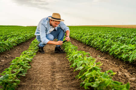 Farmer using mobile phone while spending time in his growing soybean field.の写真素材