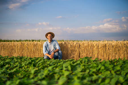 Happy farmer enjoys in his growing wheat and soybean field.の写真素材