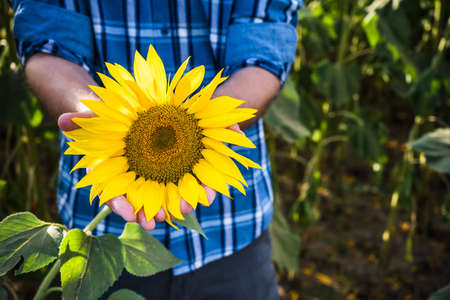 Farmer is showing successful bloom of a sunflower while standing in his farm.の写真素材