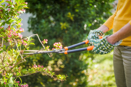 Close up image of senior woman gardening. She is pruning flowers.