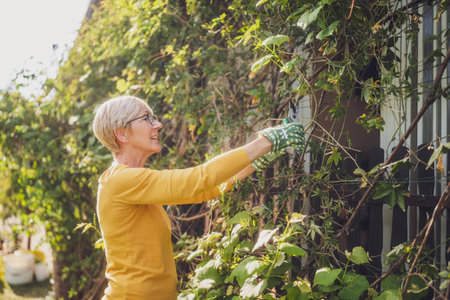 Happy senior woman gardening. She is pruning plants.の写真素材