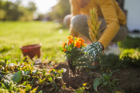 Close up image of senior woman gardening in her yard. She is planting a flower.の写真素材