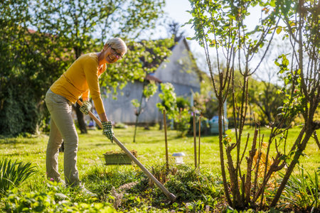 Happy senior woman gardening in her yard. She is using garden hoe.の写真素材