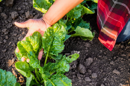 Close up image of farmer holding and examining spinach.