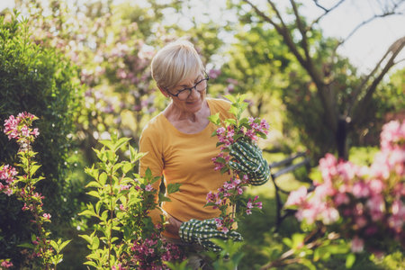 Happy senior woman enjoys looking at flowers in her garden.の写真素材