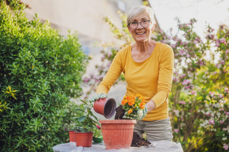 Happy senior woman gardening in her yard. She is planting flowers.の写真素材