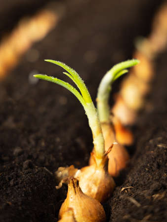 Onions for growing scallions in the fertile soil furrows.の写真素材