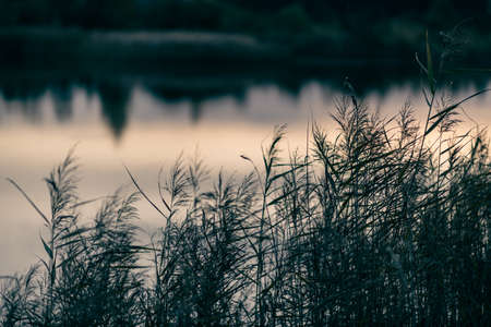 Pampas grass in the evening by the lake.の写真素材