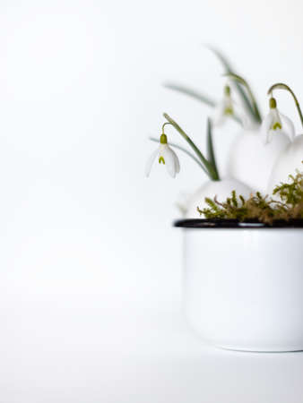 Snowdrops in a decorative egg shell.の写真素材