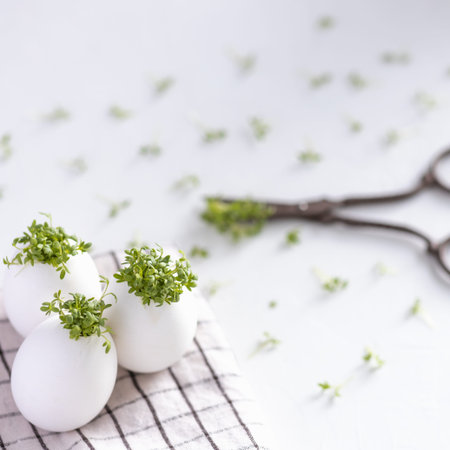 White, decorative eggs with micro greens.の写真素材