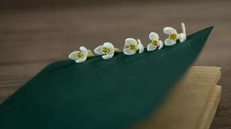 Snowdrops on the cover of a green notebook.の写真素材
