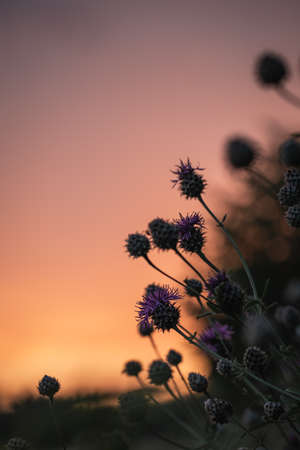Meadow grass in pink sunset lightの写真素材
