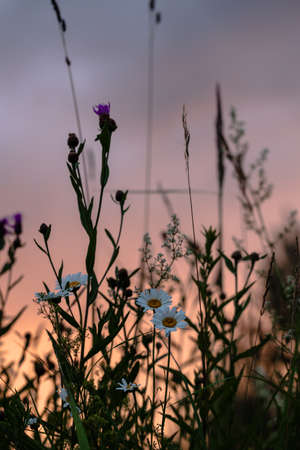 Meadow grass and flowers in pink sunset lightの写真素材