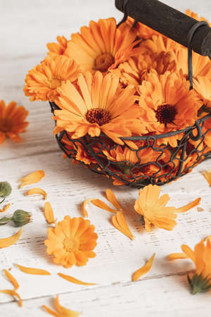 Calendula flowers in a decorative vintage style metal basketの写真素材