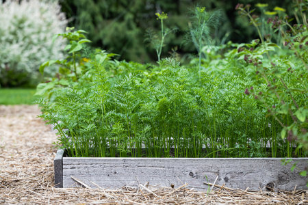 Carrot tops growing densely in a rustic raised garden bedの写真素材