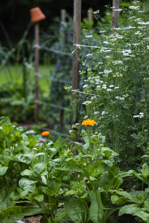 Calendula and Coriander Flowers Blooming in a Gardenの写真素材