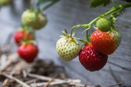 Closeup of strawberries at various ripening stages in a backyard gardenの写真素材