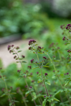 Oregano Plant with Small Leaves in Summer Gardenの写真素材