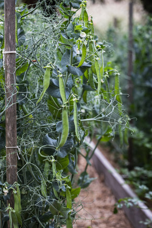 Close-up of Pea Plants with Pods and Tendrils in Gardenの写真素材