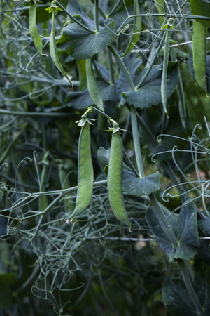 Green pea pod growing on plant, macro viewの写真素材