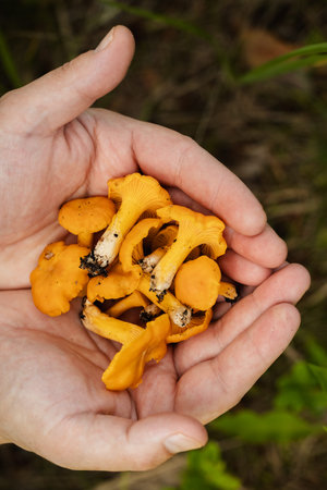 Freshly foraged chanterelle mushrooms held in human hands close-up