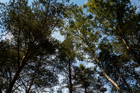 Sun-lighted pine tree forest in summer, Riga, Latviaの写真素材