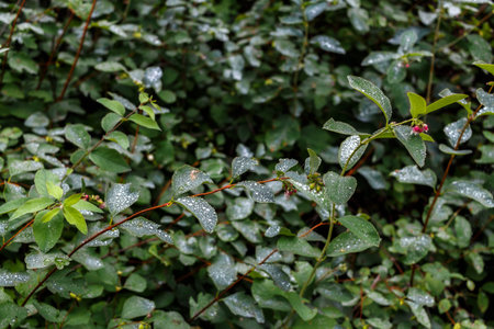 Green leafy shrub bush in the summer parkの写真素材