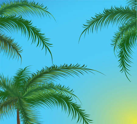 Branches of palm trees against the sky.のイラスト素材